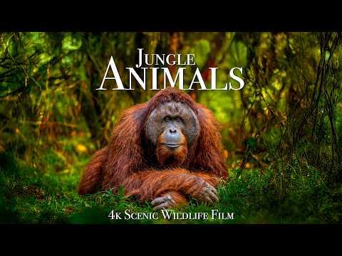 Jungle Animals 4K - Scenic Wildlife Film with Calming Music