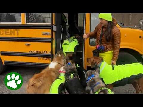 She Converted a School Bus Into a Dog Walker's Dream #Video