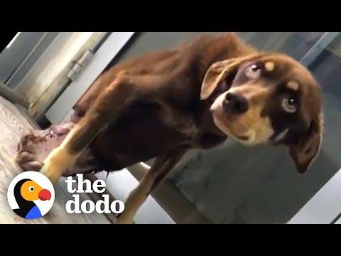 Broken Dog Changes Her Mom's Whole World #Video