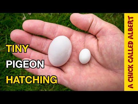 The Smallest Baby Pigeon You Have Ever Seen! #Video