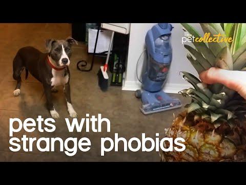 The World's Strangest Phobias Video