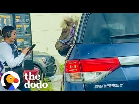 Mini Horse Comes With Mom To Drive-Thru #Video
