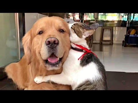 A Golden Cat Hug #Video
