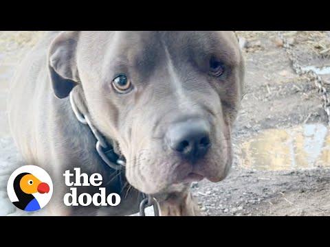 Neglected Pittie Has Special Lunch with Rescuers #Video