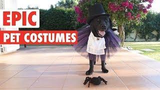 Epic Halloween Pet Costumes | Tricks or Treats?!