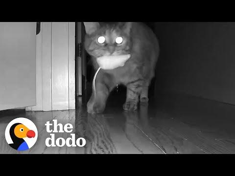 Pets Caught On Camera Doing This At Night | The Dodo