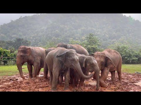 Rainy Day Bliss: Elephant Herd Revels in Mud and Bonding at Elephant Nature Park! - ElephantNews #Vi