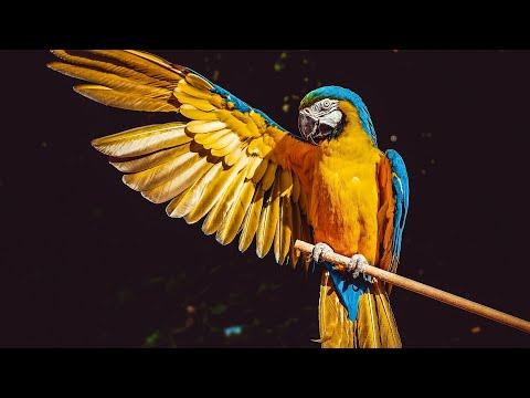 Joyful Birds Playing in Water | Nature's Most Exquisite Birds for Ultimate Relaxation  #Video