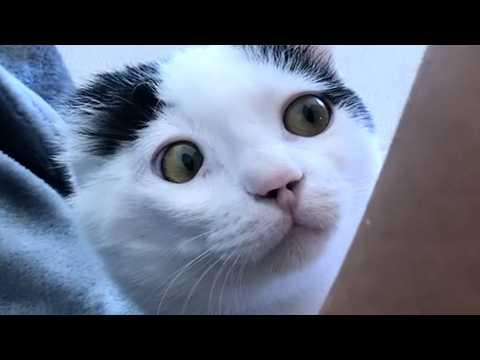 Vet's sweetest act for stray cat #Video