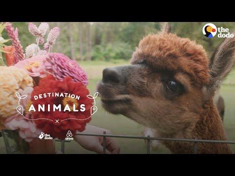 Surround Yourself With Fuzzy Alpacas | The Dodo Airbnb Experiences