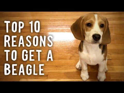 Top 10 Reasons To Get a Beagle Video