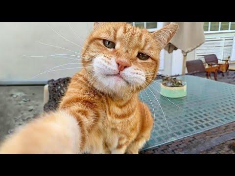 When you share your home with a CAT has 200 IQ #Video