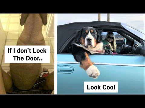 Dogs Who Tried Hard to Be Good Boys but Failed #Video