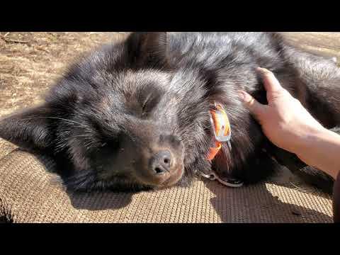 Petting silver foxes #Video