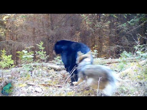 Wolves chase bear away from pups in den #Video