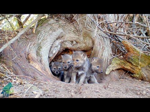 Wolf den with 5 pups under ancient cedar tree #Video