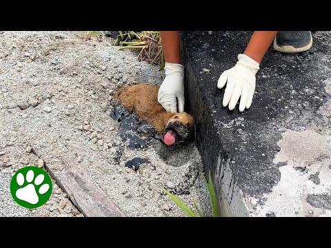 Puppy stuck in tar smiles when rescuers arrive #Video