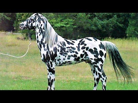 10 Beautifully Colored Rare Horse Breeds Video