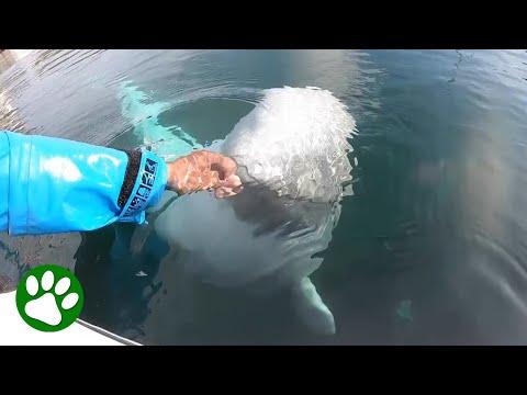 Beluga Whale Steals Camera And Returns It #Video