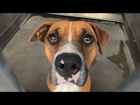 'Aggressive' shelter dog turns into love bug #Video