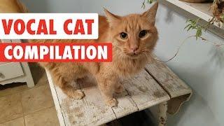 Vocal Cats | Funny Kitten Video Pet Compilation 2017