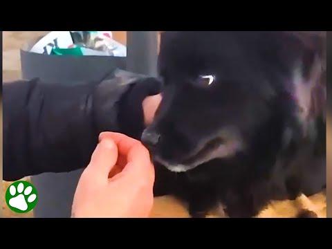Terrified dog that was abandoned next to freeway learns to trust again #Video