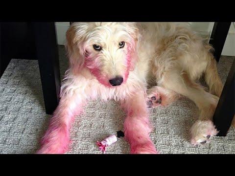 Funny Guilty Dogs Dogs Eat Makeup Compilation