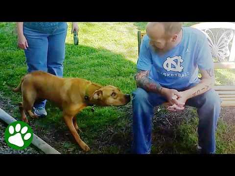 Dog's beautiful reaction after recognizing owner #Video