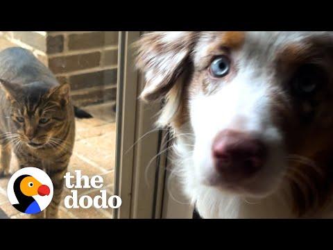 These Street Cats Adopted Themselves #Video