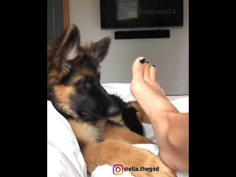 Cute German Shepherd Puppy get annoyed by her mom video.So funny