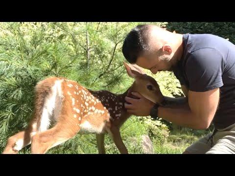 Unlikely Friends: A Man and a Deer's Magical Connection #Video
