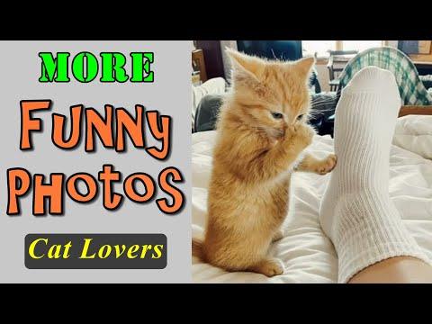More Funny Photos For Cat Lovers #Video