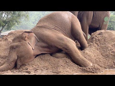 Rainy Day Joy: Chompu and Muay Lek's Playtime - ElephantNews #Video