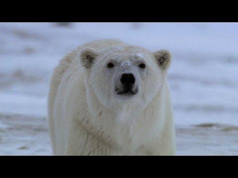 Hungry Large Male Polar Bear Attempts To  Prey On Camera Crew | BBC Earth