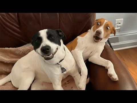 You Will Die Laughing At These DOGS of the Year #Video