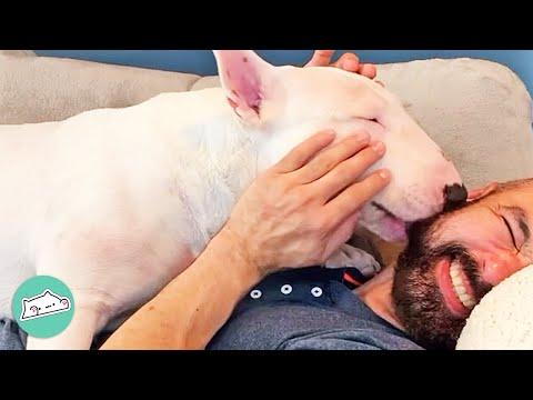 Man Surrenders To Goofy Bull Terrier. And We’re Obsessed #Video