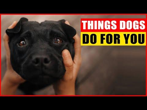 15 Things Your Dogs Do for You Without You Knowing #Video