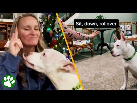 Talking with DEAF DOG through sign language #Video