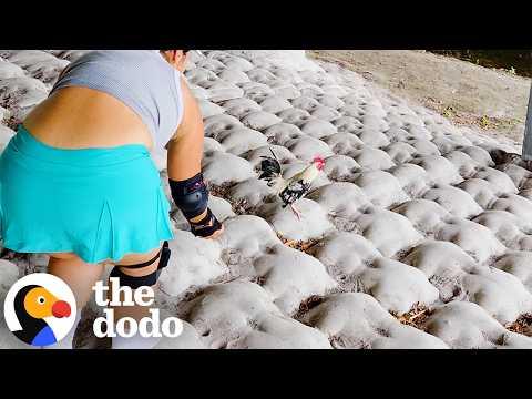 Couple Rescues Rooster From Nike Shoebox While Rollerblading #Video