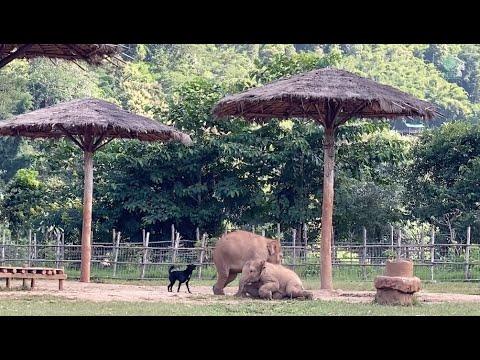 The Relationship Between Baby Elephant And Mahout's Dog - ElephantNews #Video