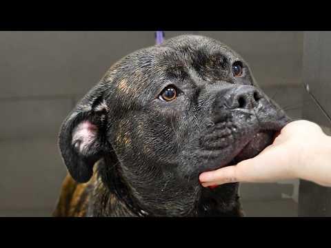 Everyone Warned Me About This Dog Breed #Video