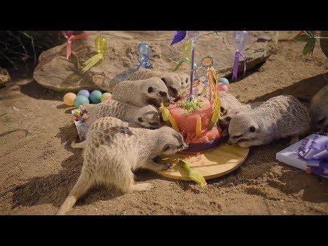 Meerkat babies celebrate 1st birthday with Cake Smash Party