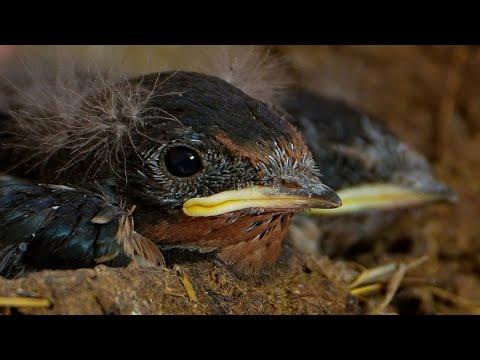 Adorable Barn Swallow Chicks Get Ready to Fly | Discover Wildlife | Robert E Fuller #Video