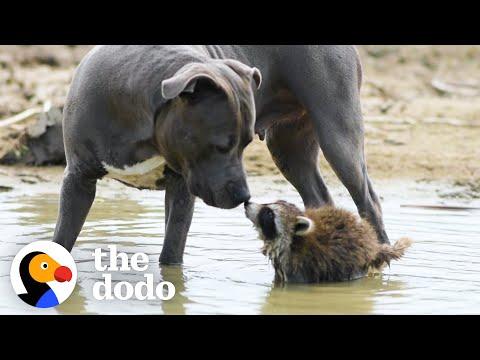 Mama Pittie Teaches Rescued Baby Raccoon How To Survive In The Wild #Video