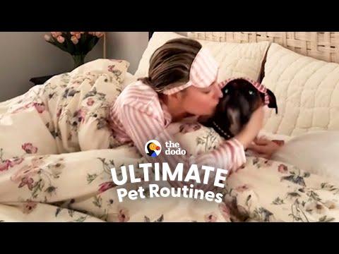 Spoiled Boxer Has A Very High-Maintenance Sleep Routine #Video