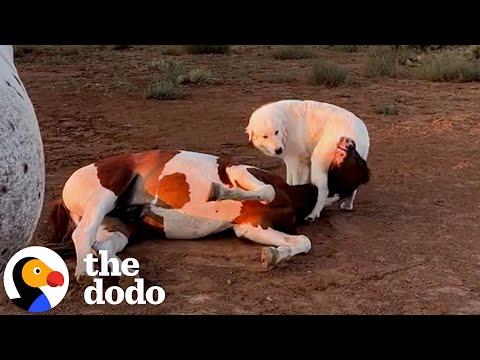 Woman Rescues Baby Horse Who's Never Been Touched By Humans #Video