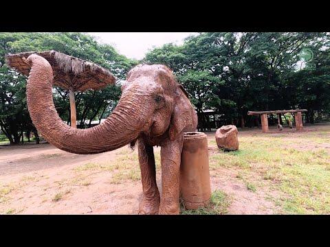 Medo’s Mud Bath Moment of Bliss - ElephantNews #Video