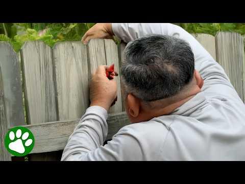 Colourful Bird’s Life Saved by a Veteran #Video