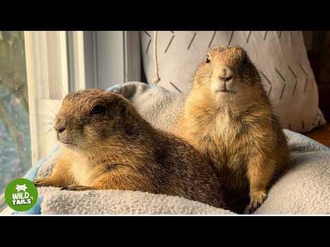 These Two Adopted Prairie Dogs Absolutely Refuse To Leave Me Alone! #Video