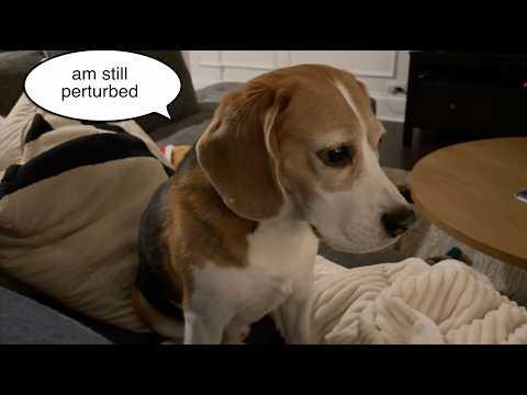 Oliver runs into some coyotes #Video